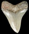 Beautiful, Serrated, Megalodon Tooth - South Carolina #48190-1